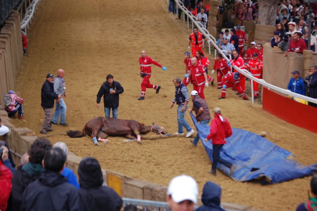 PALIO 2013: caduta mortale del cavallo Mamuthones 