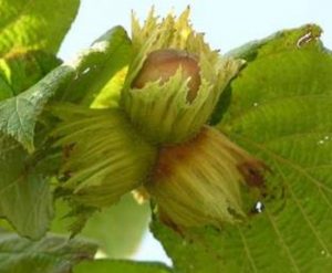PREZZO DELLE NOCCIOLE 