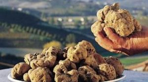 LA TRIFOLA D'OR DI MURISENGO