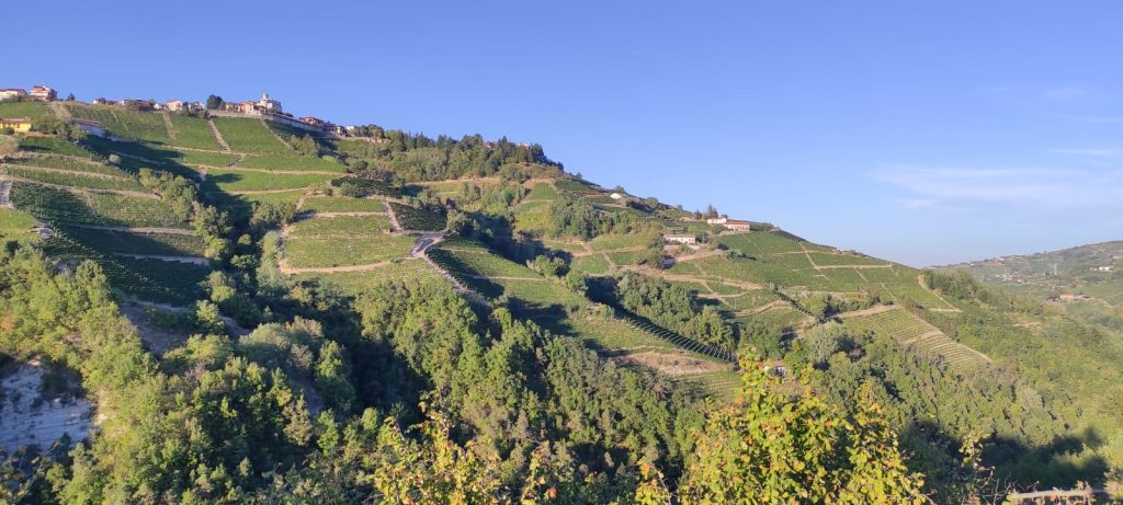 IL TERRITORIO DEL MOSCATO D'ASTI