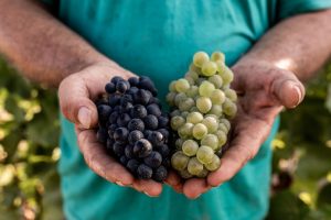VENDEMMIA PRECOCE IN ALTA LANGA