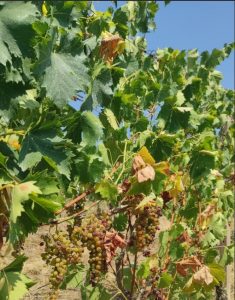 MOSCATO, VENDEMMIA ANTICIPATA 2026